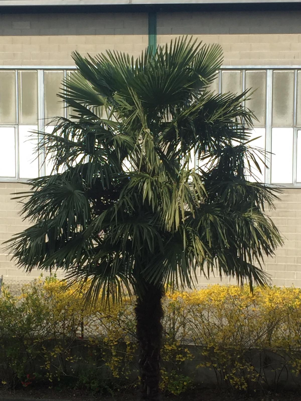 Una palma dal balcone di Ester e Gianni.