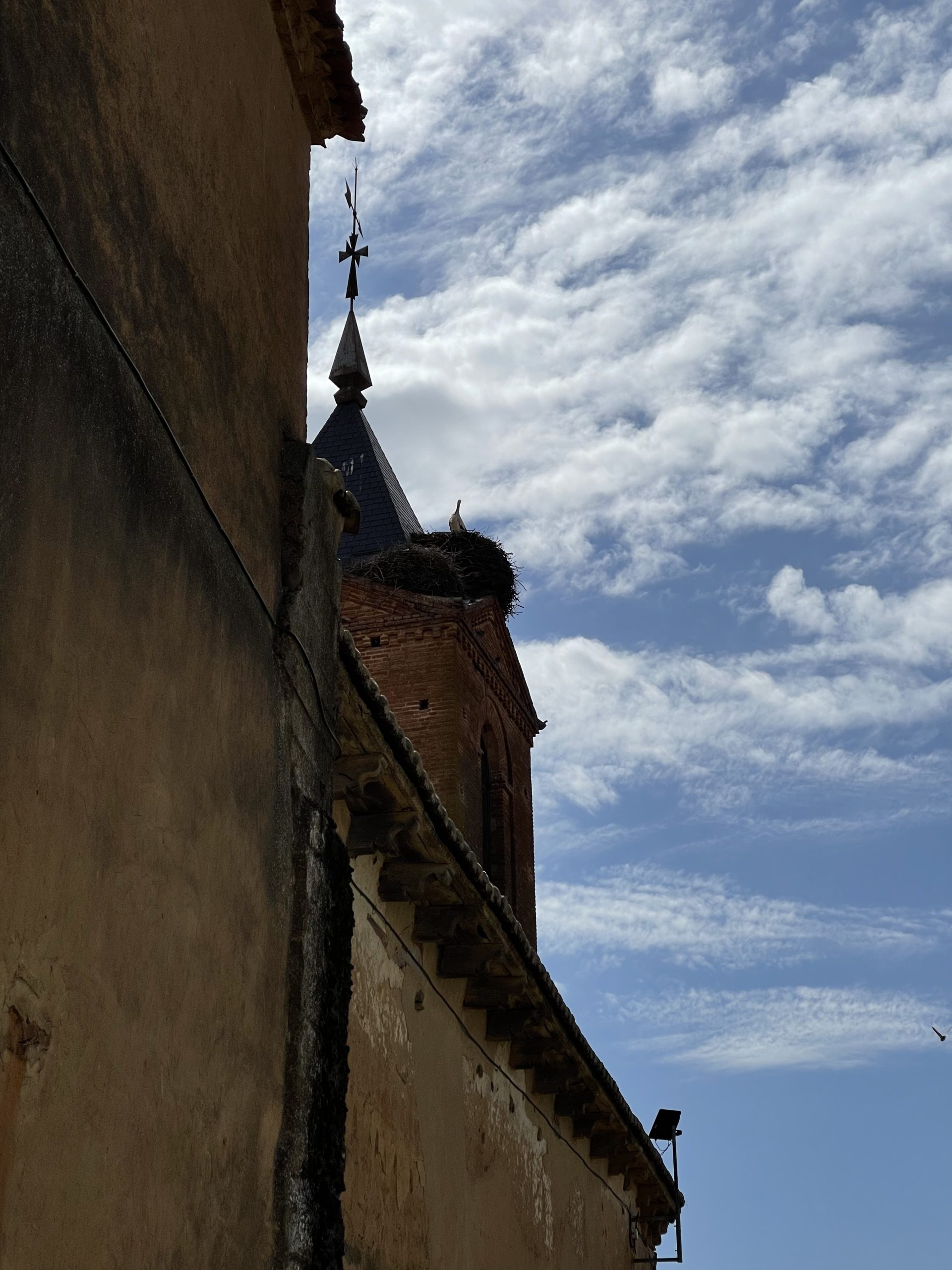 Cicogna sul campanile